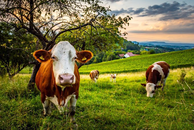 Cows grazing on a lovely green pasture at vinneyards in Styria, Austria