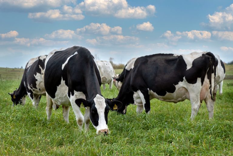 farm-black-and-white-cows-graze-in-meadow-2022-10-31-07-54-55-utc