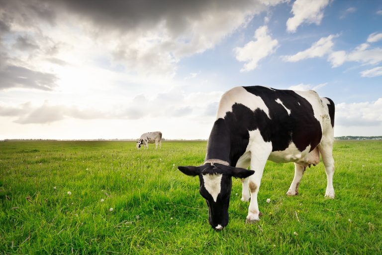 milk cows grazing on green pasture na dblue sky